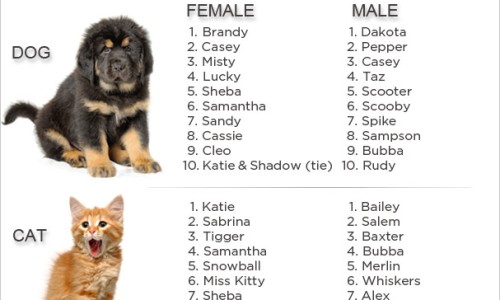 柠檬酸苹果酸是添加剂吗-柠檬酸苹果酸钙咀嚼片功能主治网-分享柠檬酸钙和柠檬苹果酸钙哪个好，柠檬酸苹果酸钙和柠檬酸钙的区别知识库